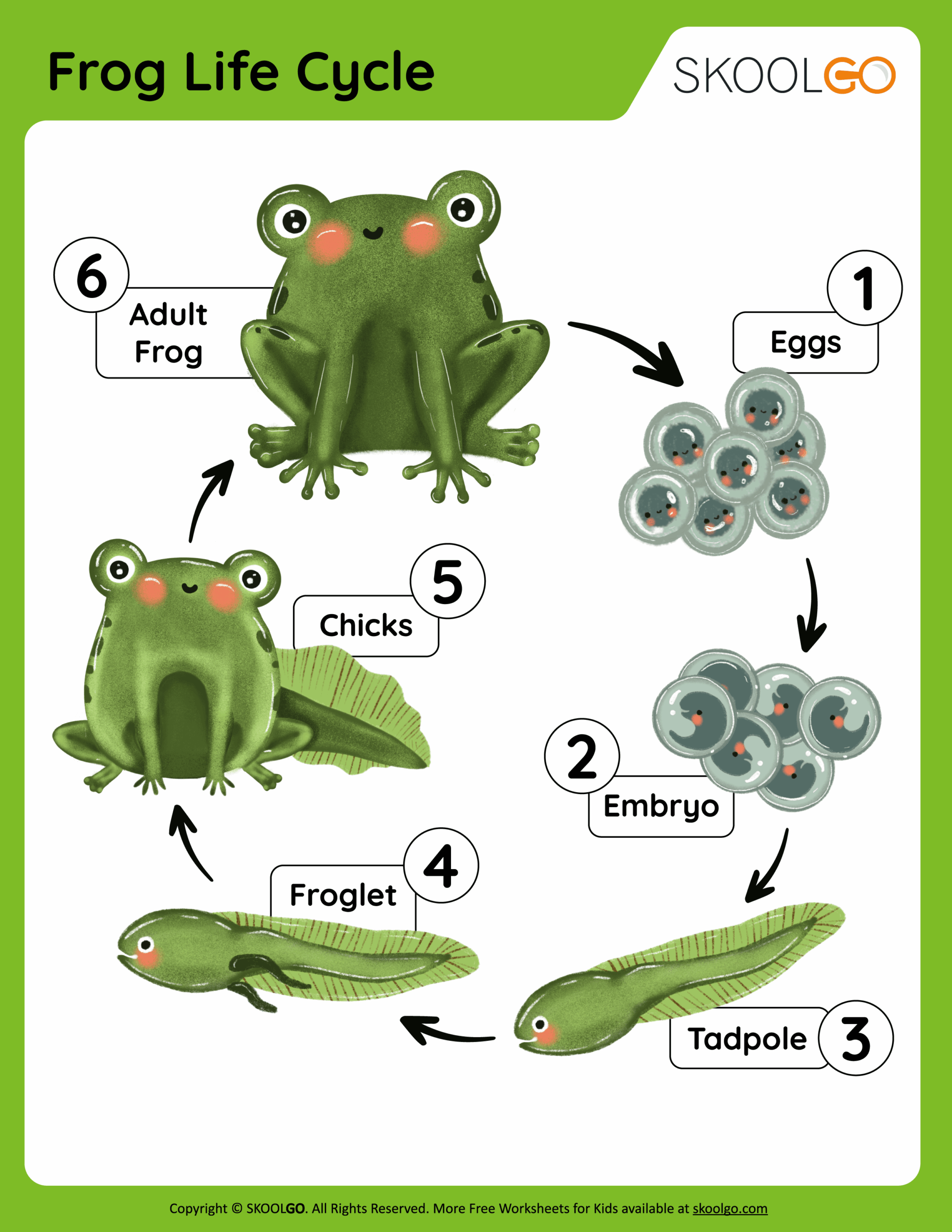 frog life cycle worksheet