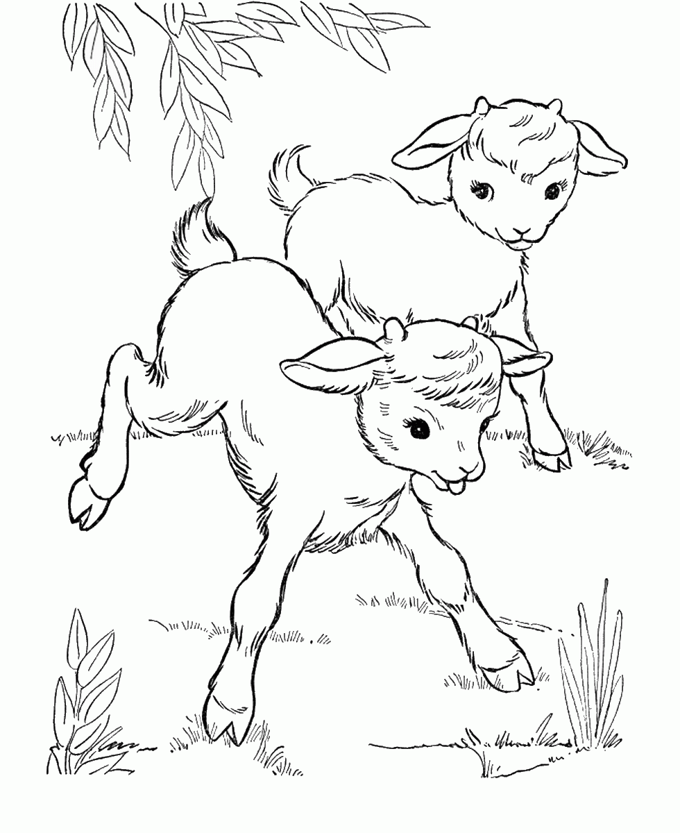Goat Coloring Pages