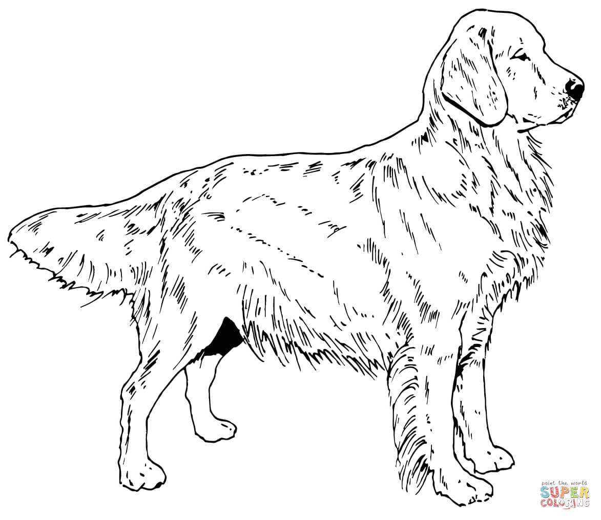 Golden Retriever Puppies Coloring Pages Coloring Home