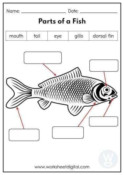 Grade 3 Science Worksheet Digital Worksheets Library