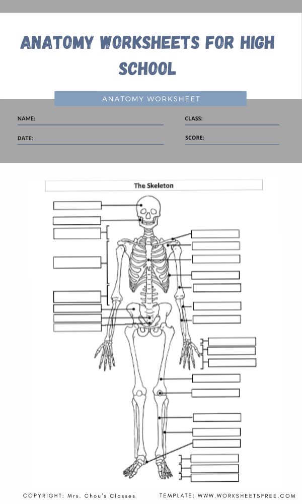 High School Anatomy And Physiology Worksheets Anatomy Worksheets