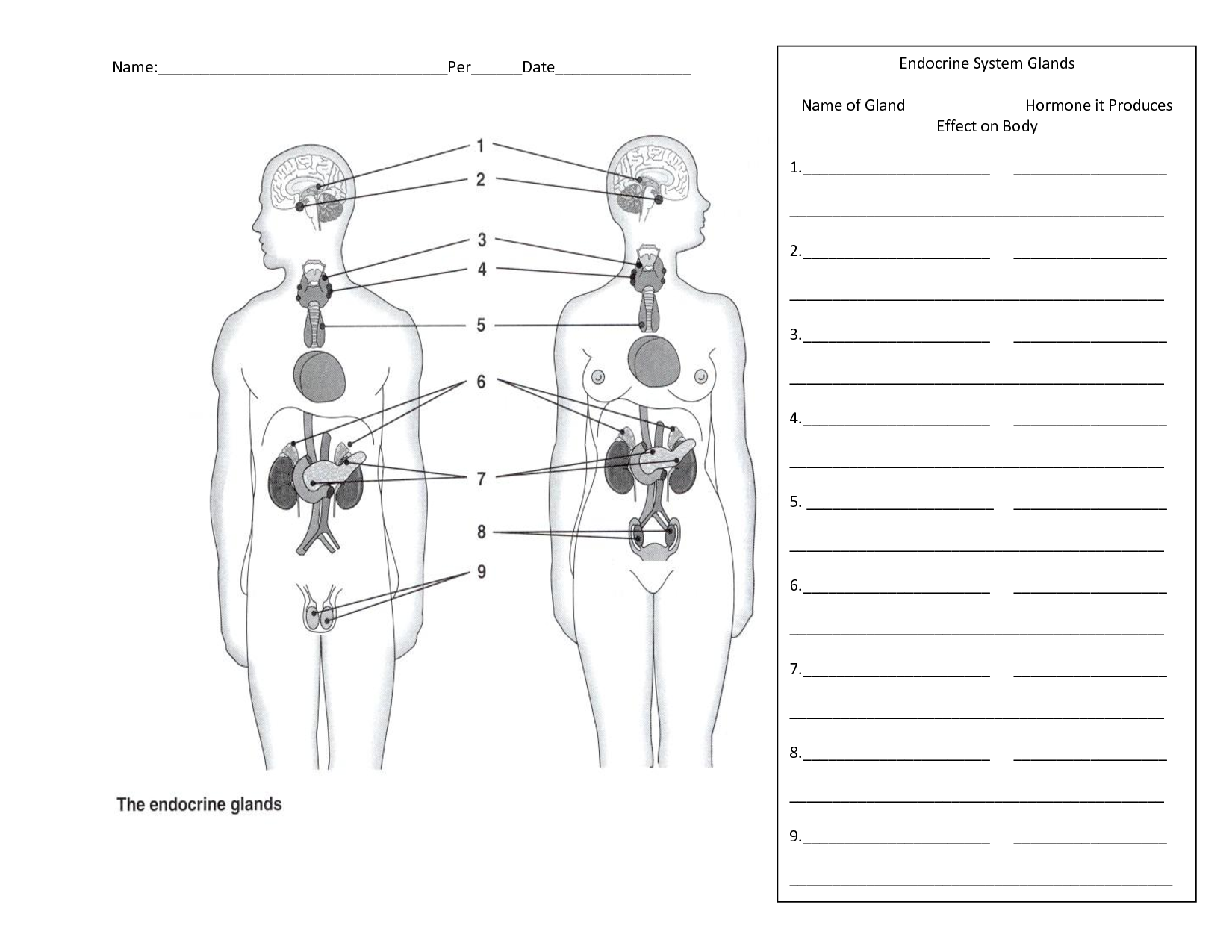 printable endocrine system worksheet pdf