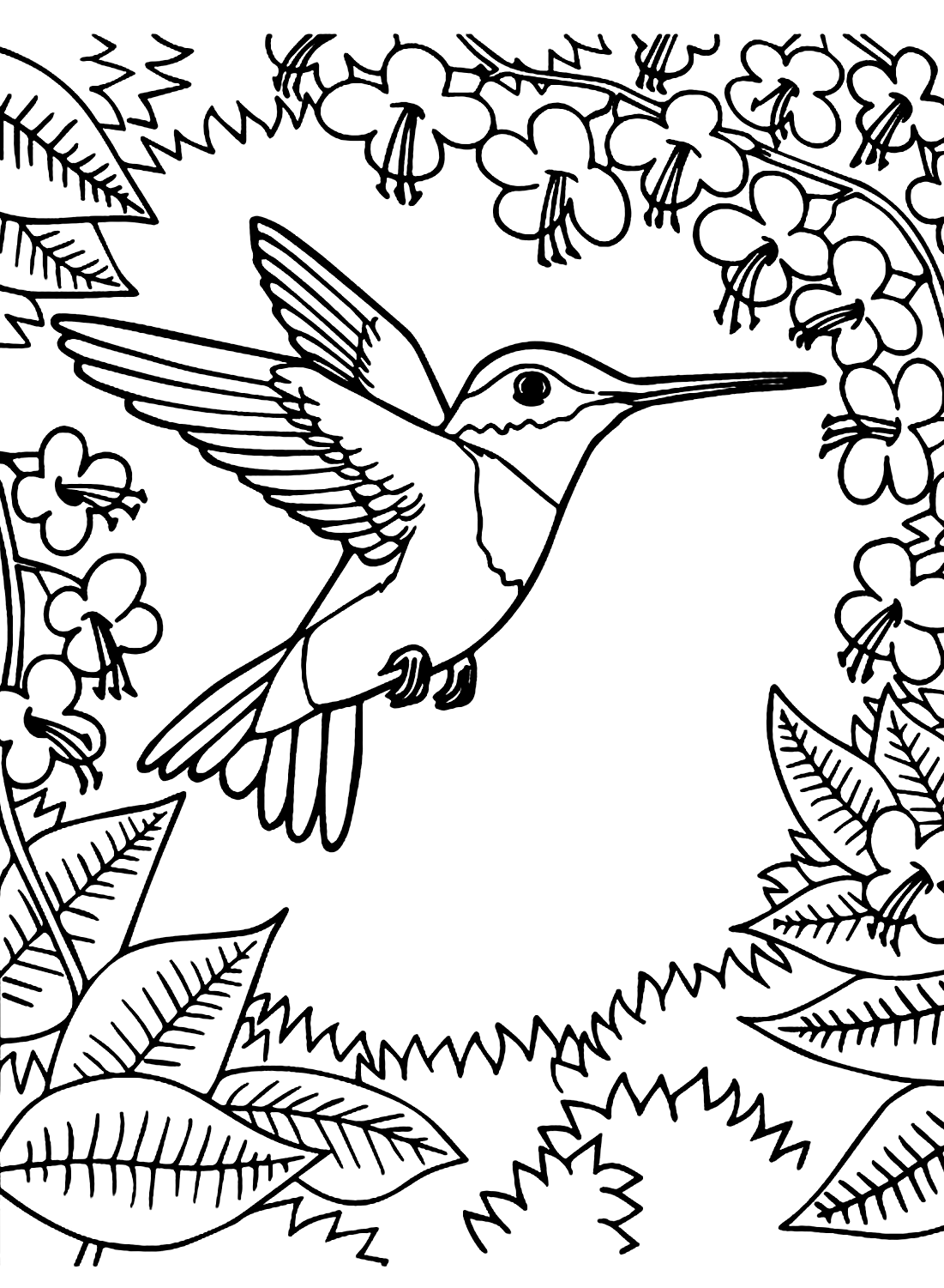 Hummingbird Color Picture Free Printable Coloring Pages