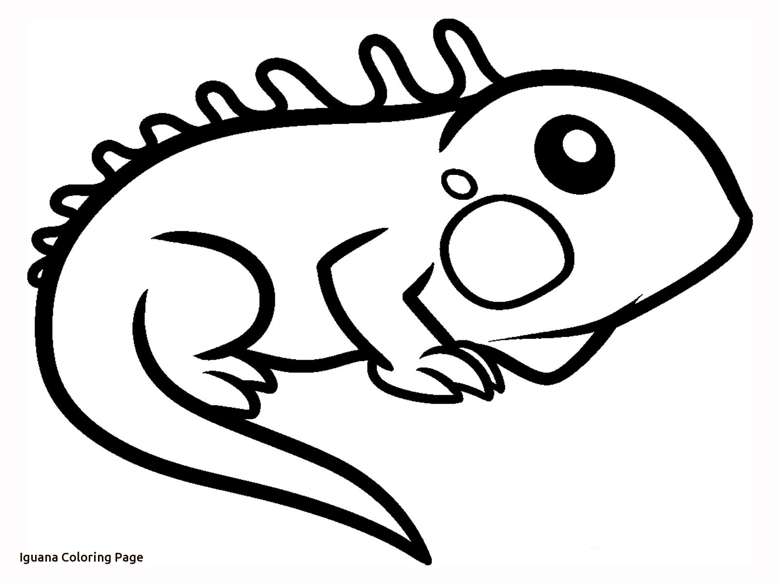 printable iguana pictures