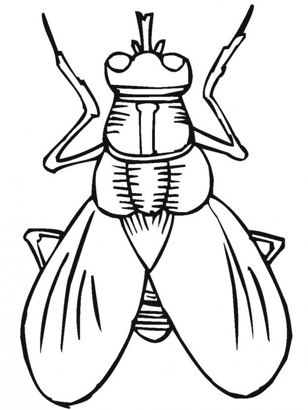 Insects Coloring Pages Insect Coloring Pages Bug Coloring Pages My 