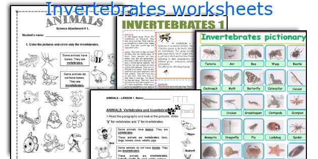 printable invertebrates pictures