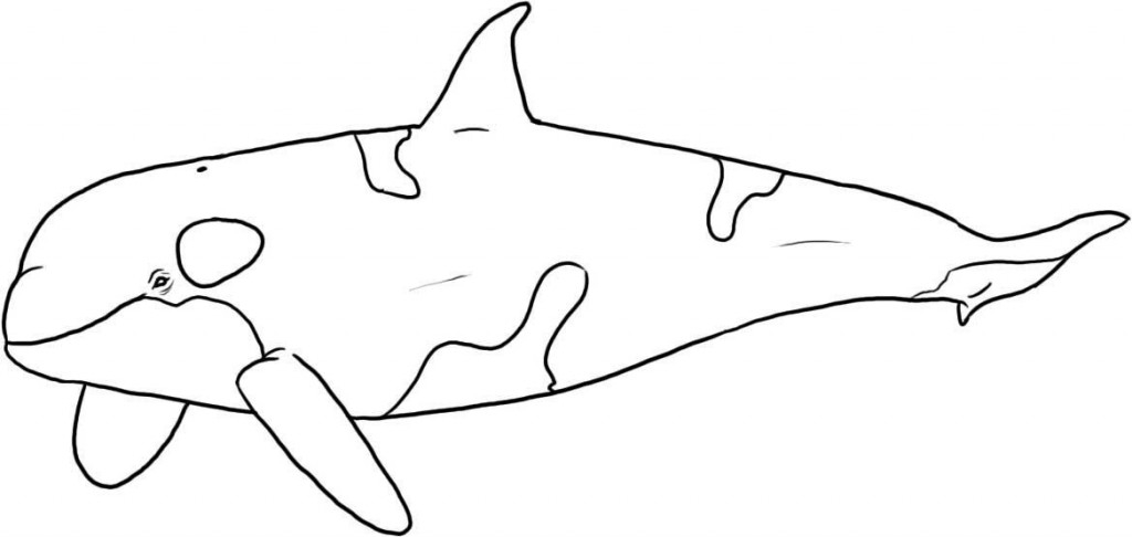 Killer Whale Coloring Page Pictures Animal Place