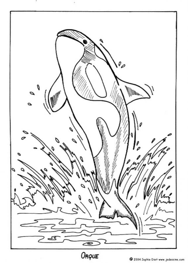 Killer Whale Coloring Pages Hellokids