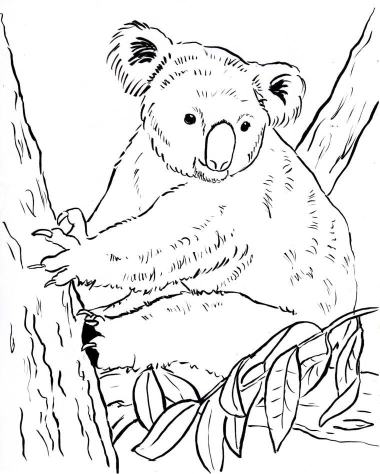 Koala Bear Coloring Page Samantha Bell