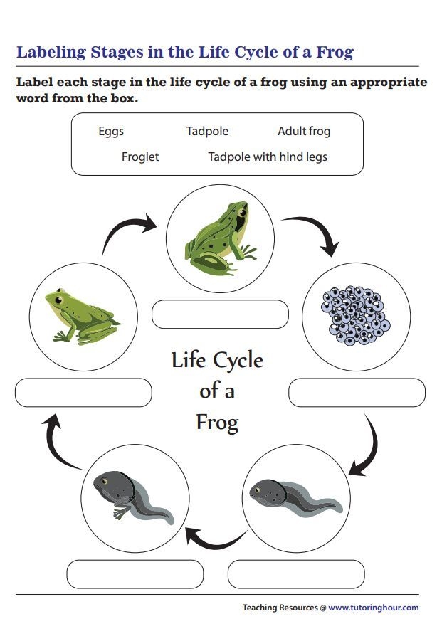 Labeling Stages In The Life Cycle Of A Frog Worksheet Frog Life