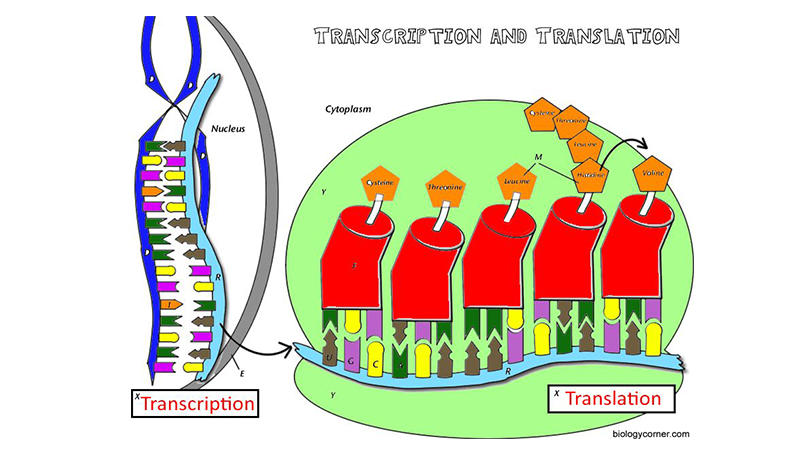 biology transcription and translation worksheet