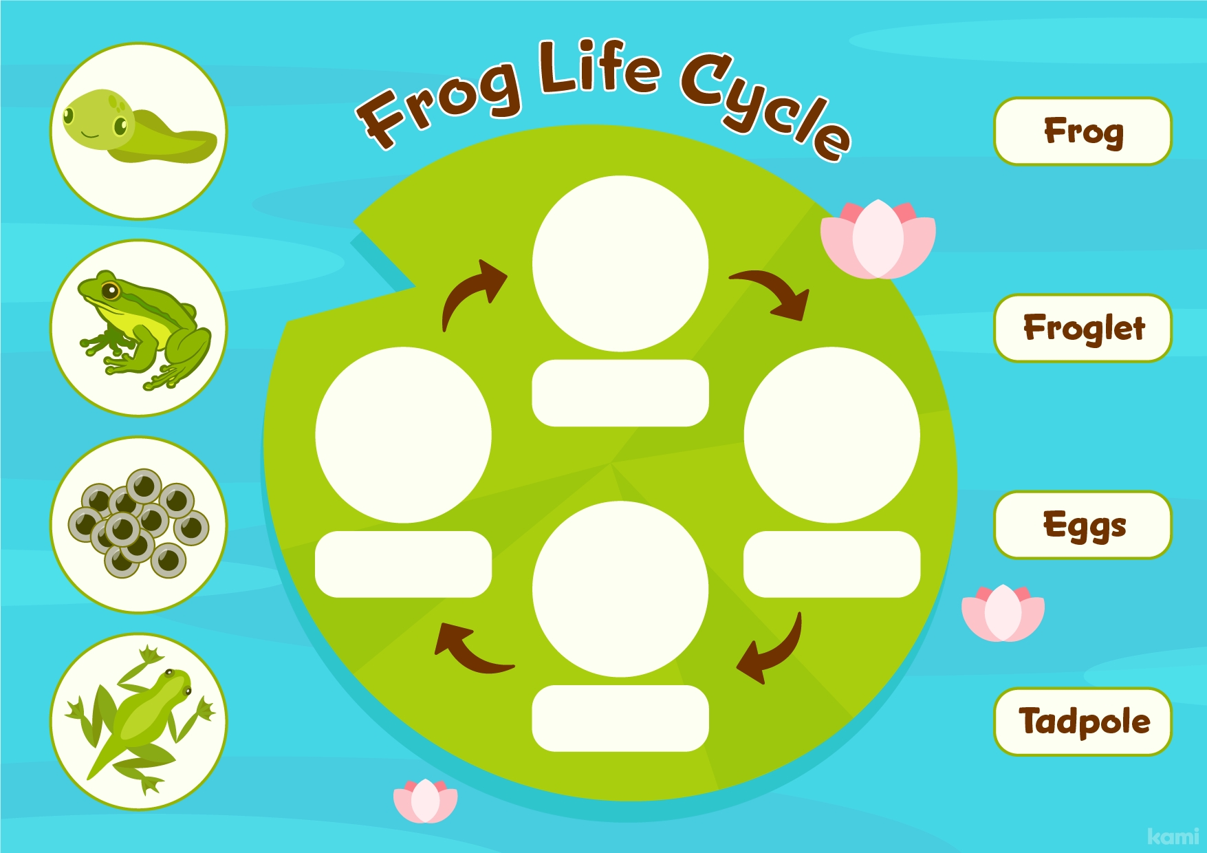 Life Cycles Cut And Paste Frog cdr Worksheets Library