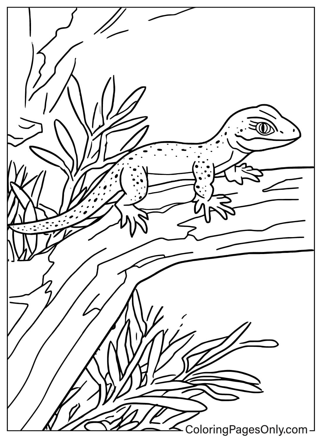 Lizard Coloring Page Free Free Printable Coloring Pages