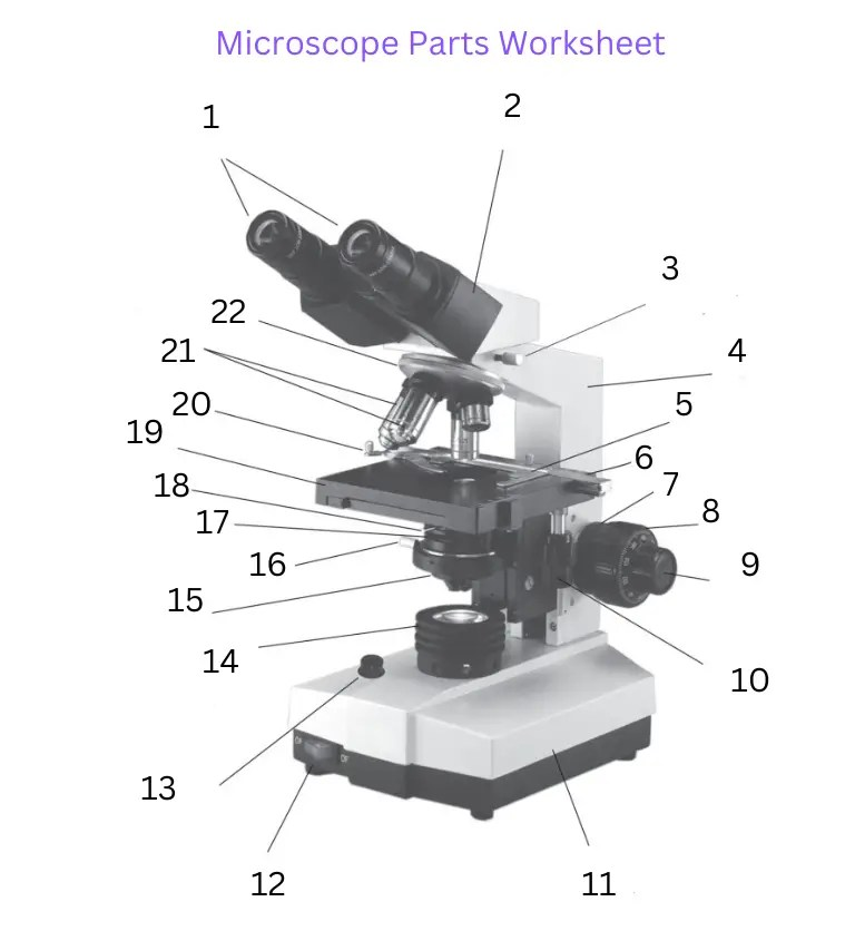 Microscope Diagram Tims Printables Worksheets Library