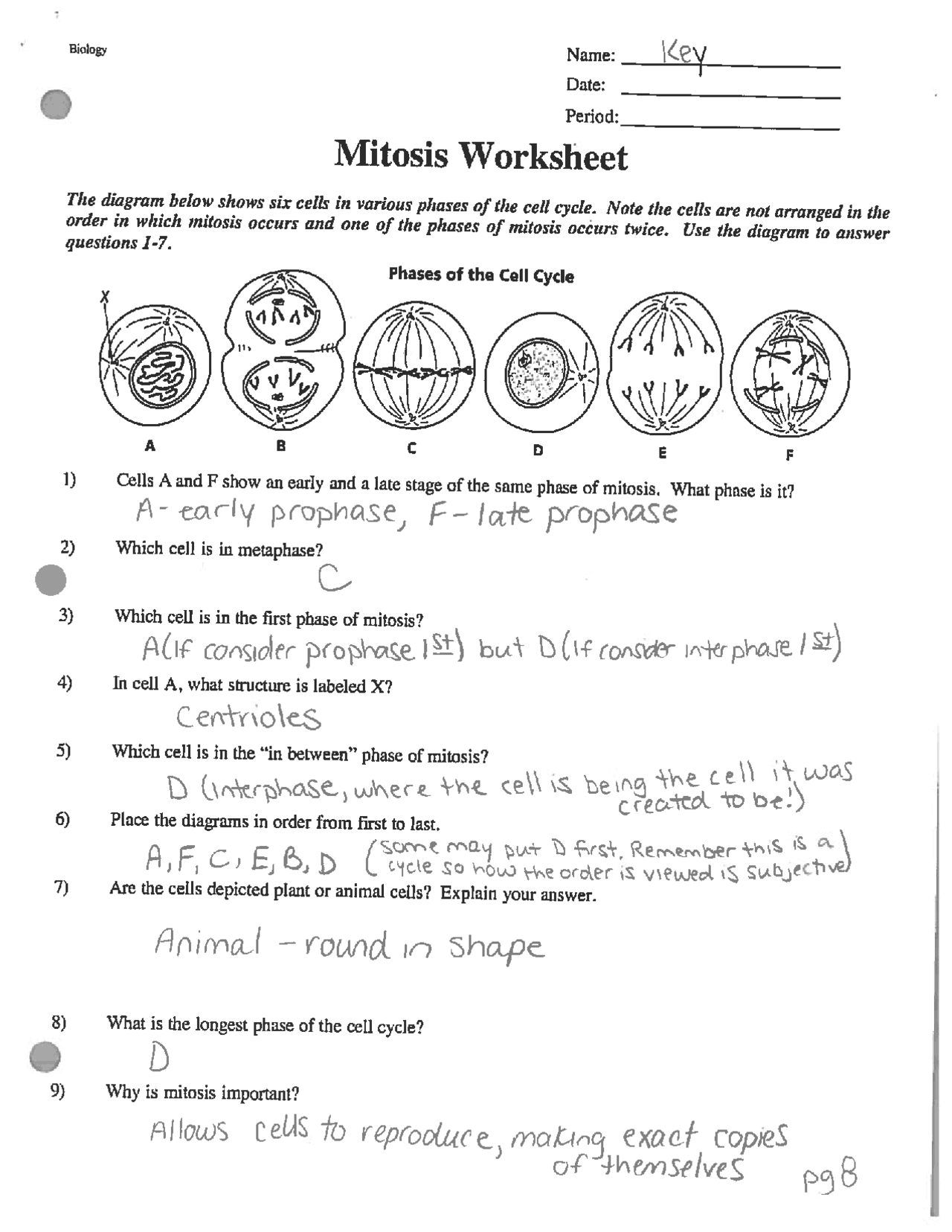 mitosis answer worksheet