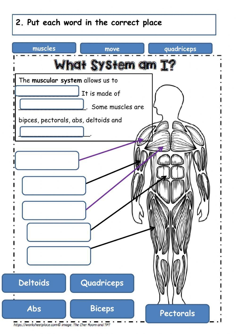 muscular system worksheet