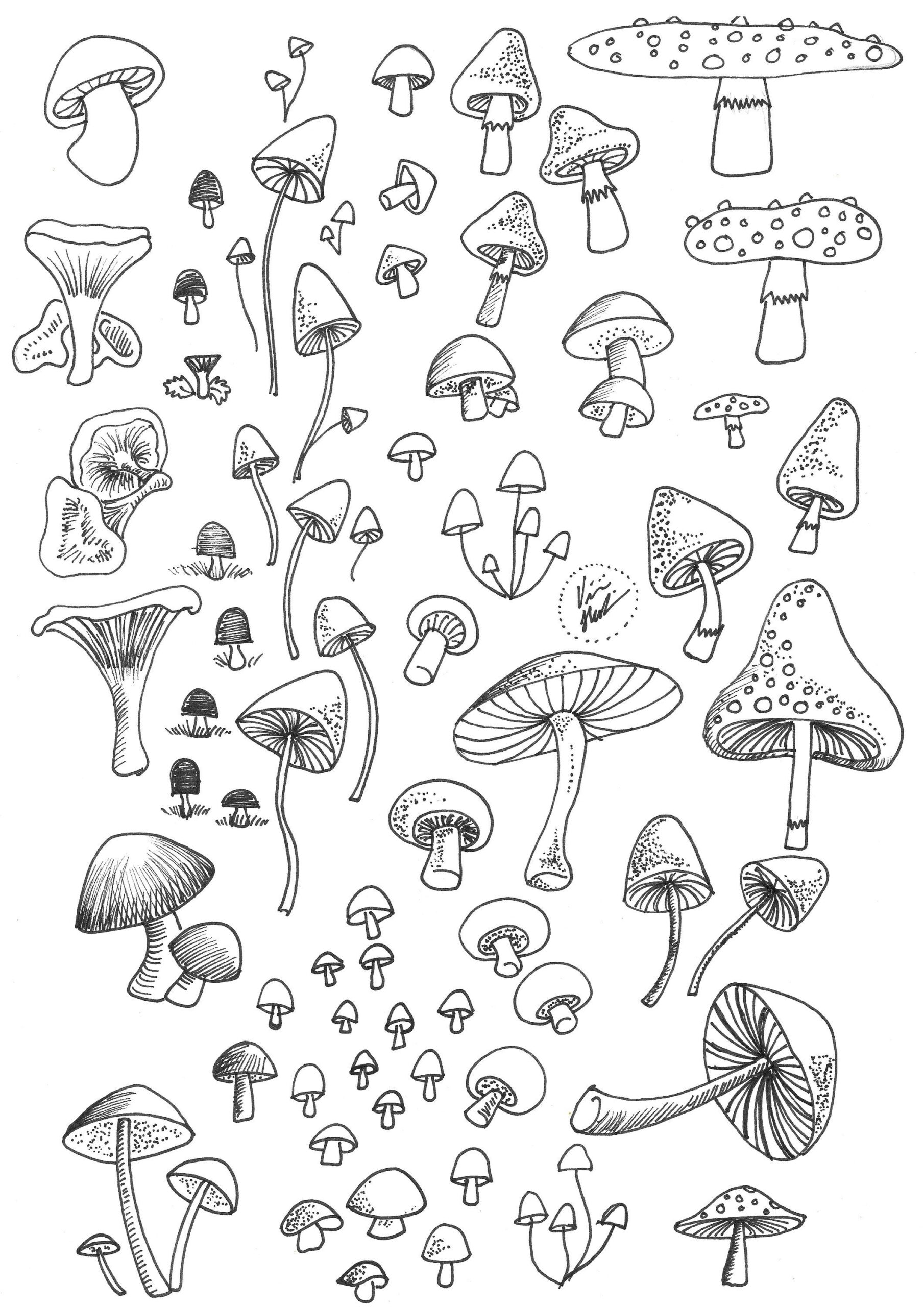 Mushroom Printable Printable Word Searches