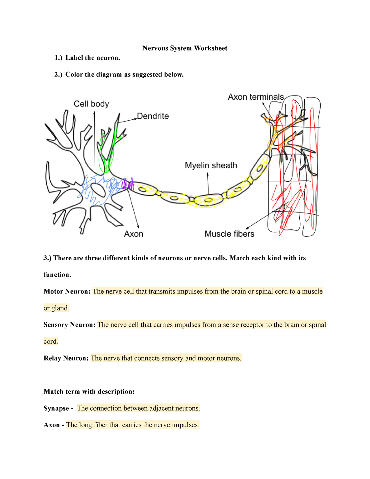 Nervous System Worksheet Nervous System Worksheet 1 Label The 