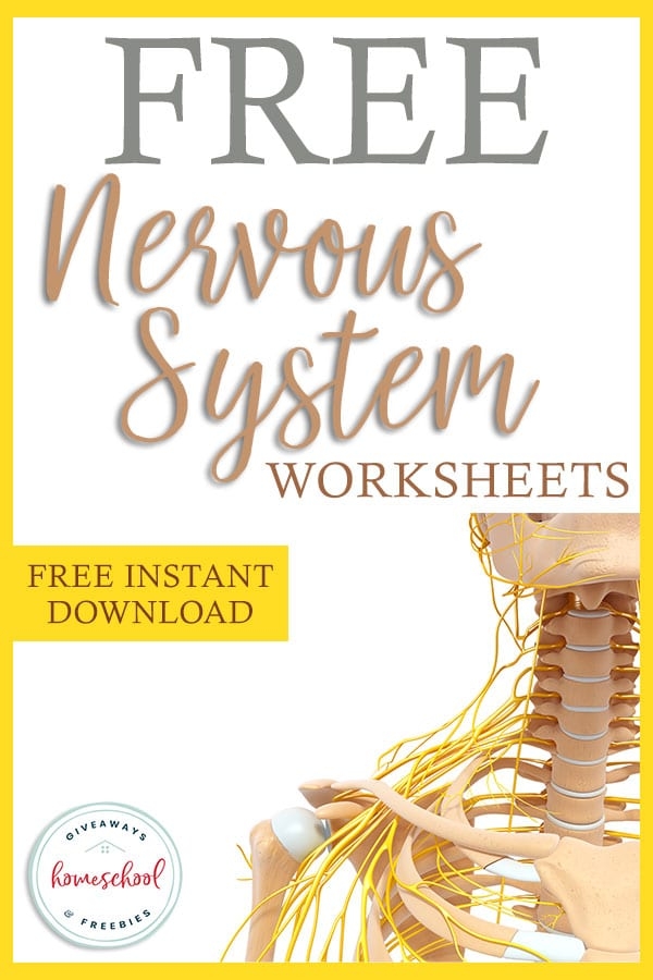 Nervous System Worksheet Pdf Worksheets For Kindergarten