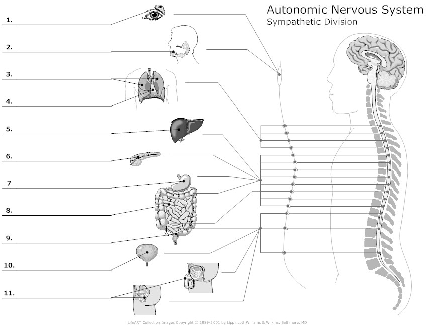 Nervous System Worksheet The Fantastic Nervous System In Depth