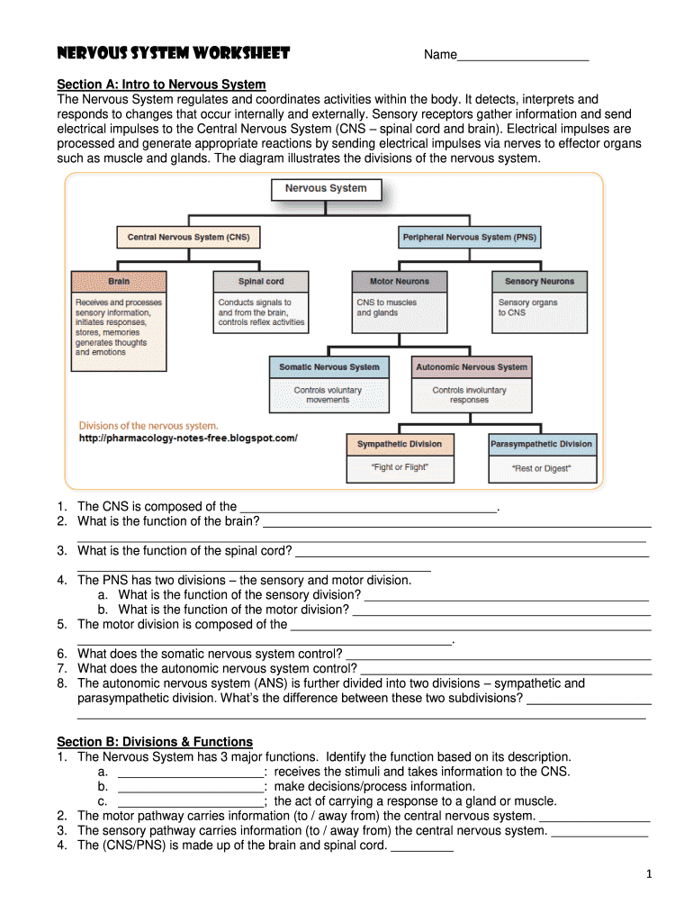 printable nervous system worksheet pdf