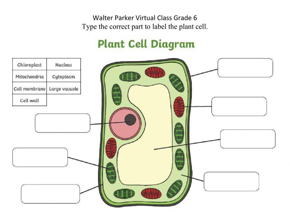 Parts Of Plant Cell Worksheet Live Worksheets Worksheets Library