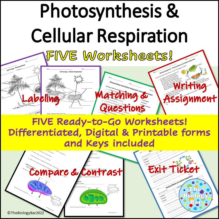 Photosynthesis And Cellular Respiration Worksheet Key Worksheets For 