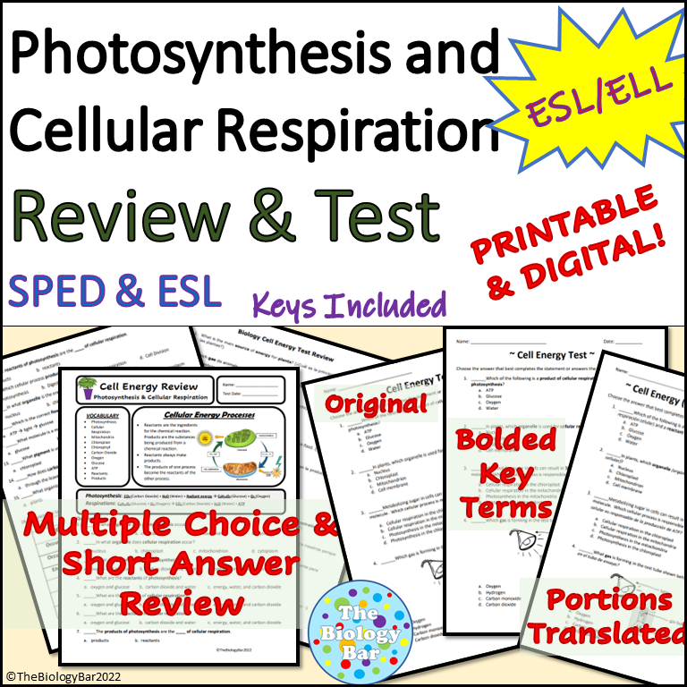 photosynthesis and cellular respiration worksheet answer key