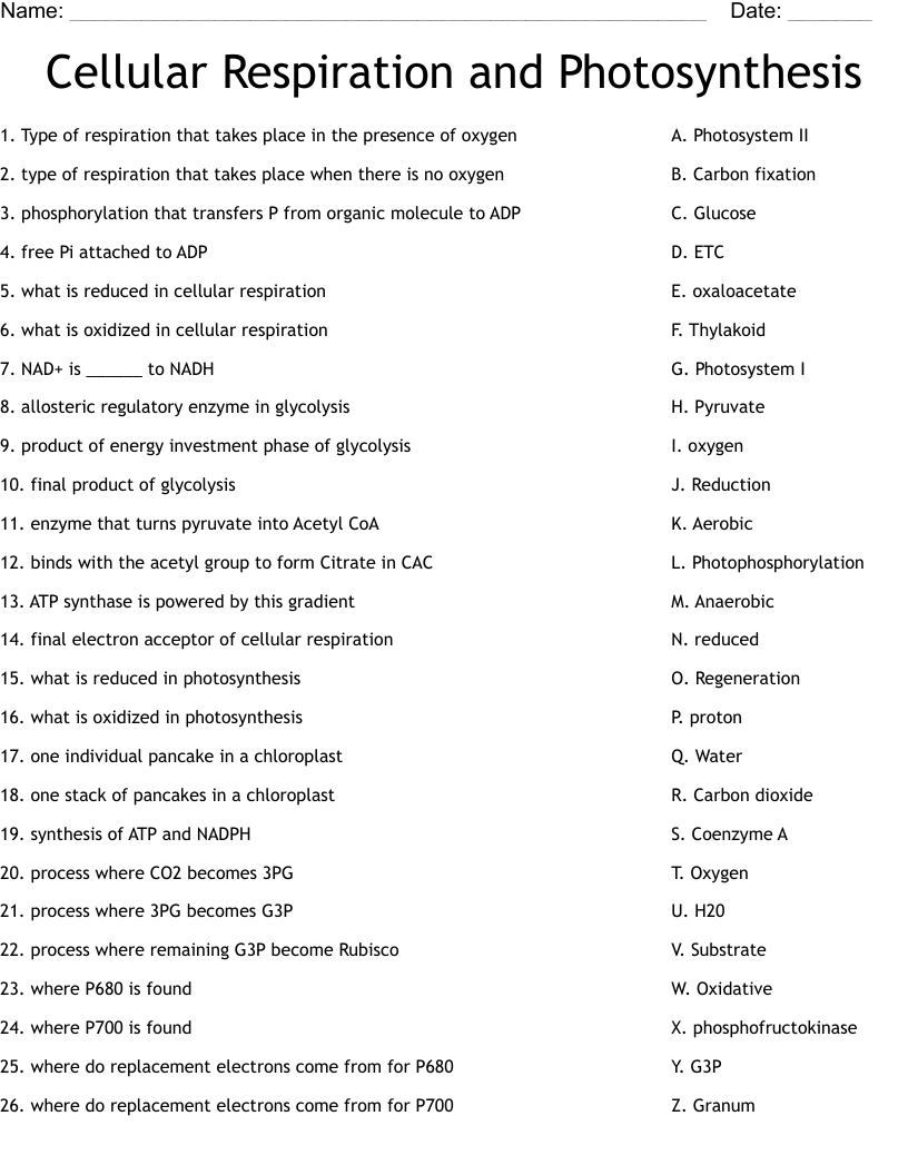 Photosynthesis And Cellular Respiration Worksheet Key Worksheets For 