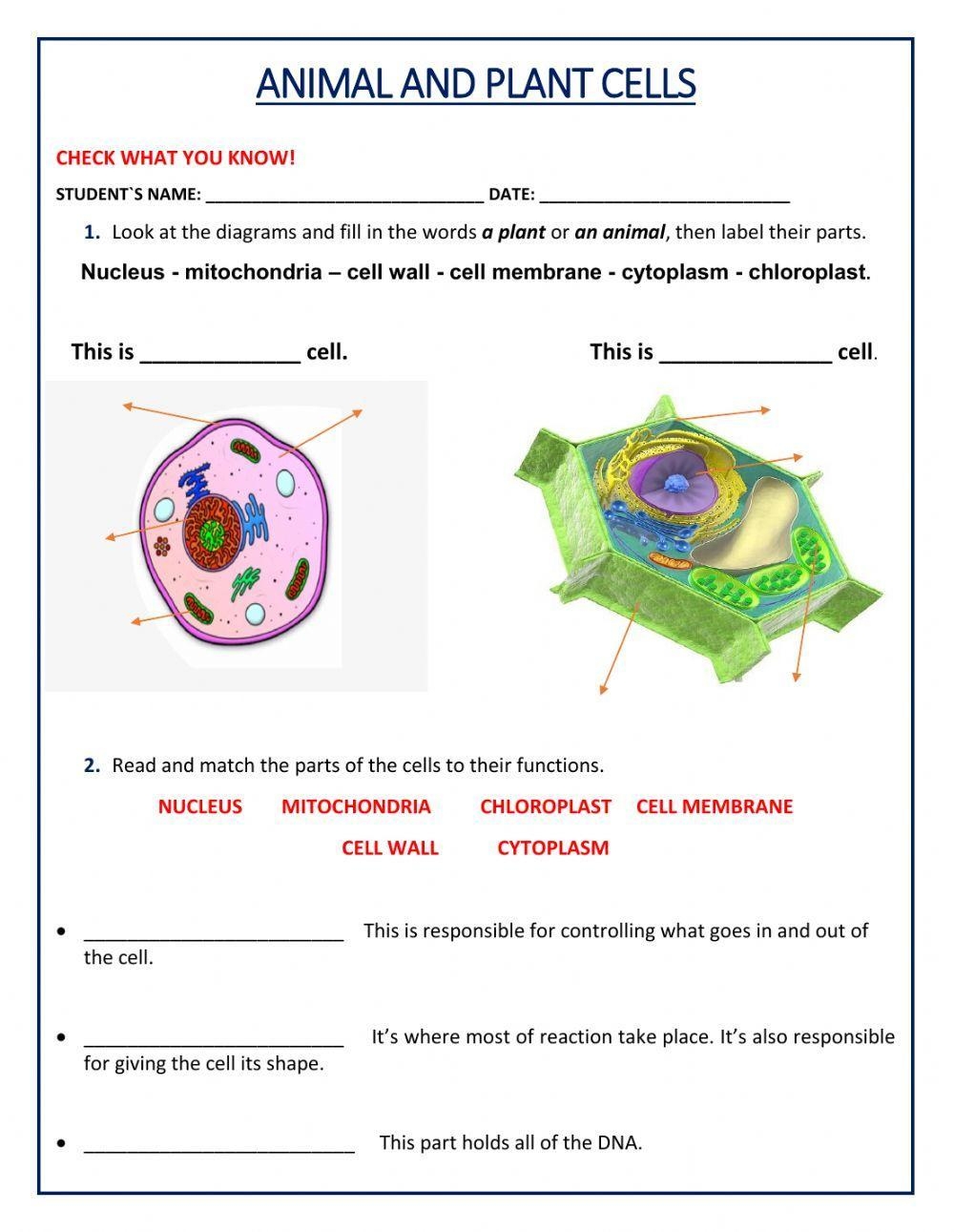 plant cell worksheet