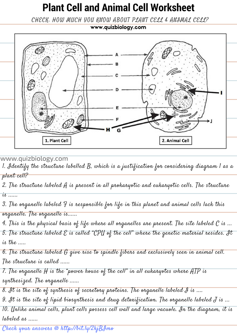 Plant Cell Structure Parts Functions Labeled Diagram Worksheets 