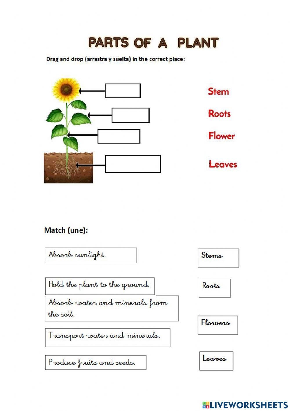 Plant Parts And Functions Activity Live Worksheets Worksheets Library