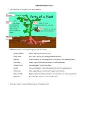 PLANT SYSTEMS Worksheet pdf PLANT SYSTEMS Worksheet 1 Label The