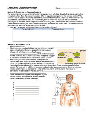 Printable Endocrine System Worksheet Pdf Fill Online Printable 