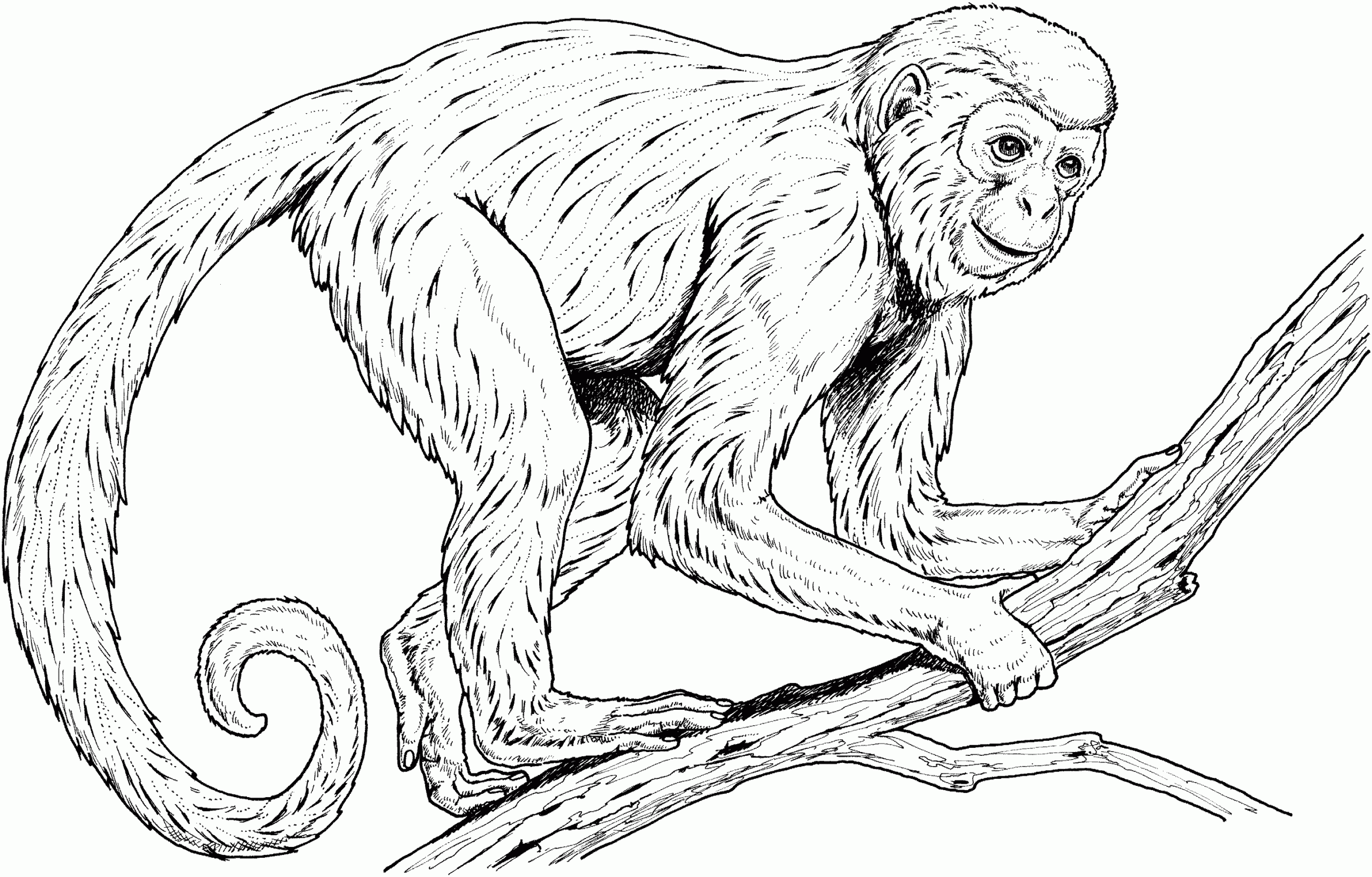 printable monkey pictures