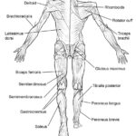 Printable Muscle Labeling Worksheet Anatomy Worksheets