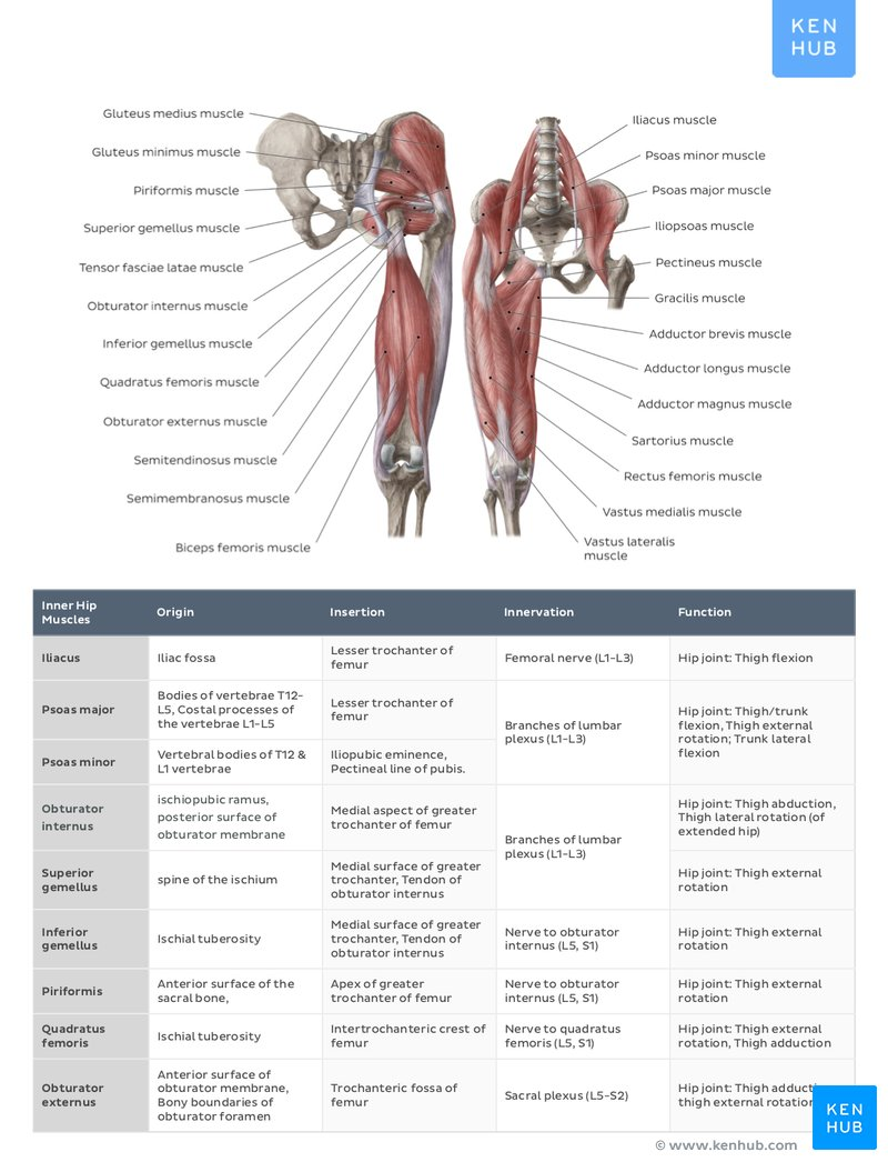 Printable Muscle Labeling Worksheet Pdf