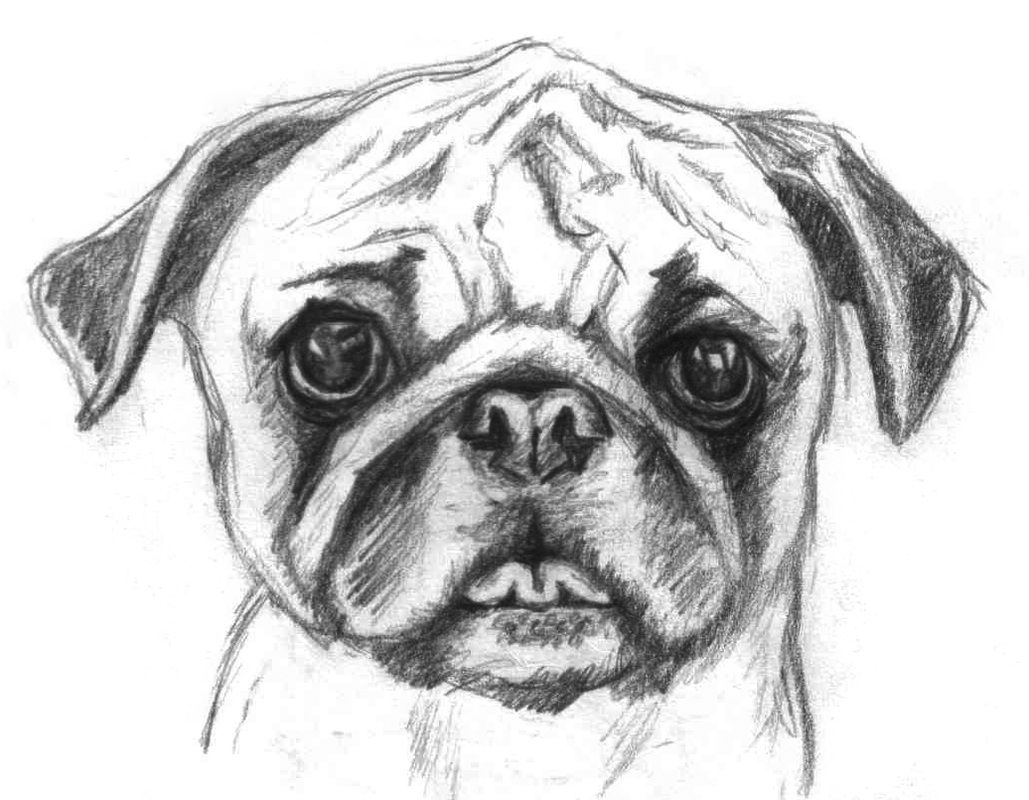 Printable Pug Coloring Pages Coloring Home