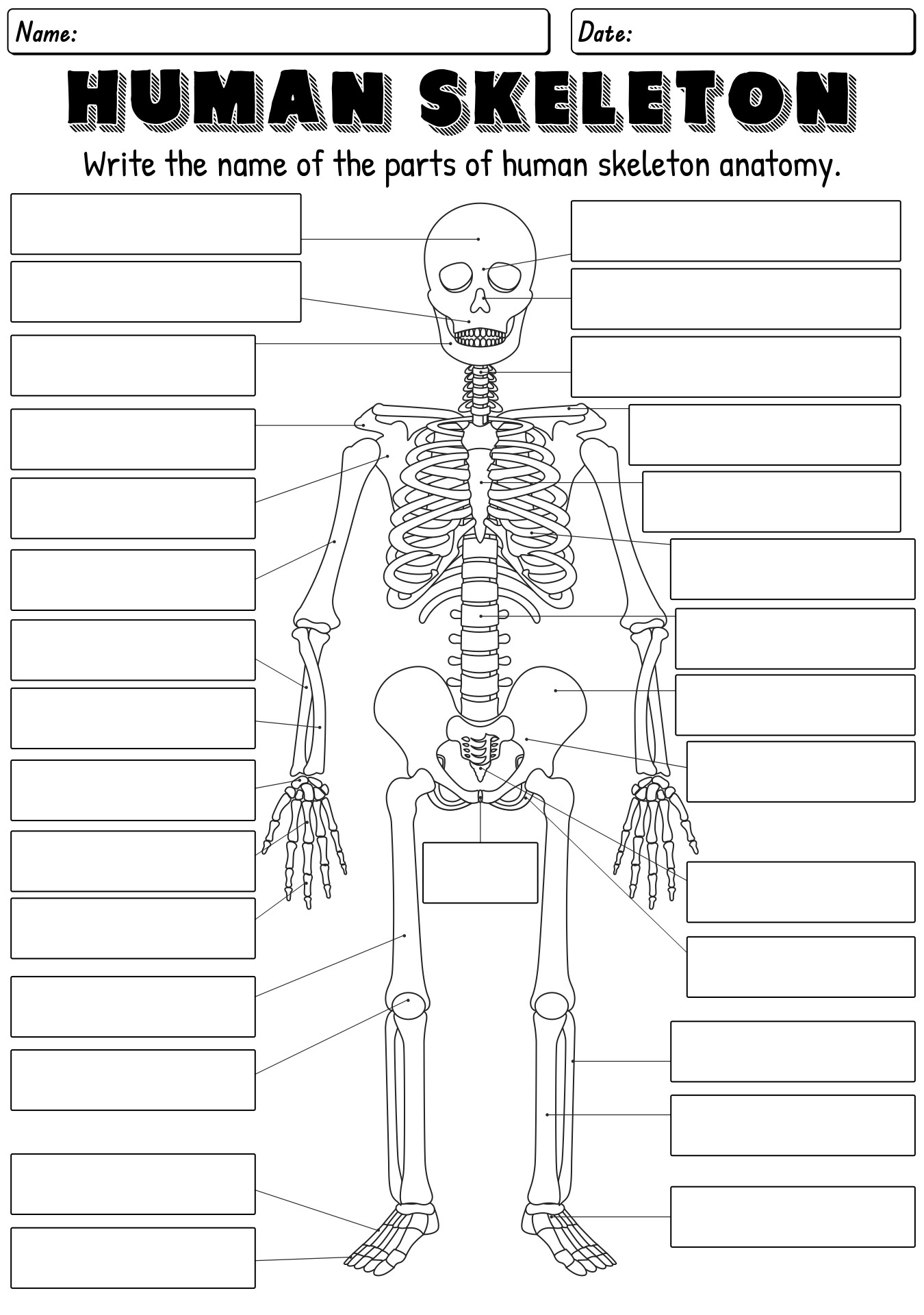 printable skeleton labeling worksheet pdf