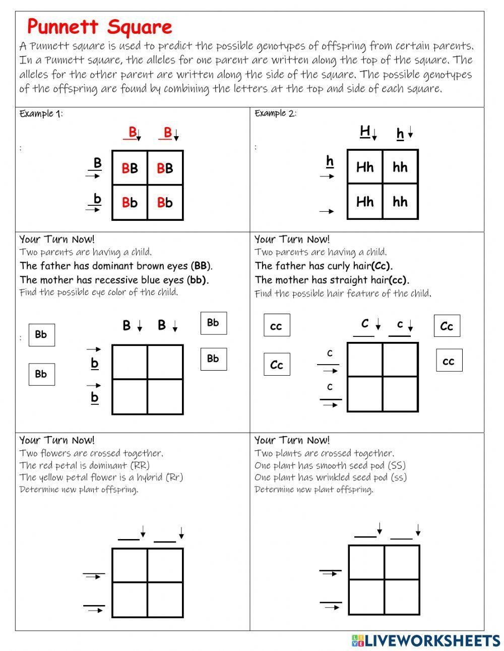 Punnet Square Practice Worksheet Worksheet Live Worksheets 
