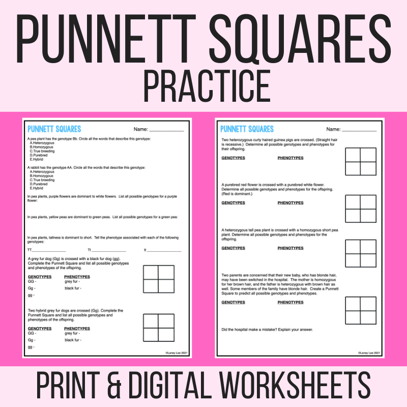 punnett square practice worksheet with answer key