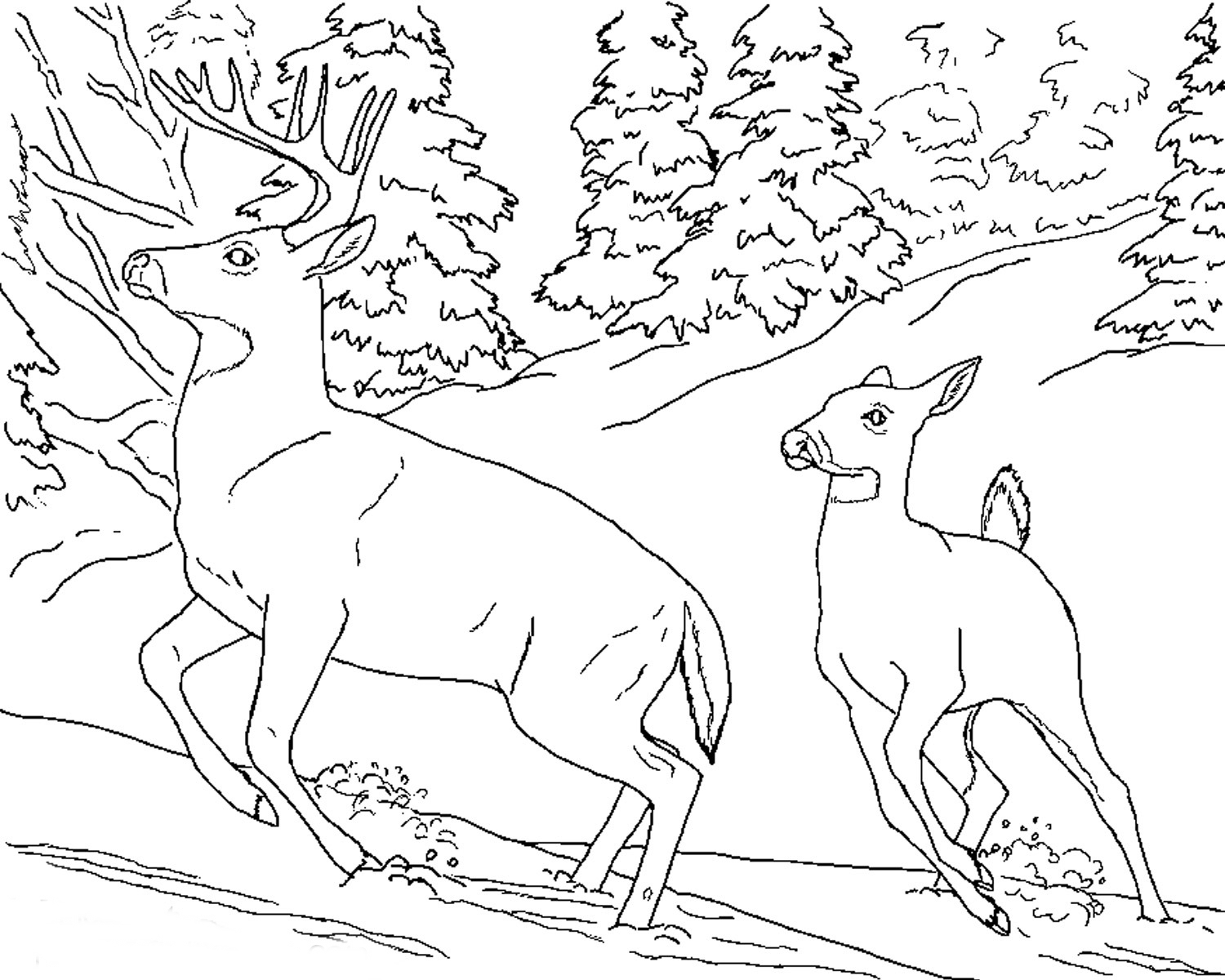 Realistic Animal Coloring Pages Free Printable Animals Coloring Pages