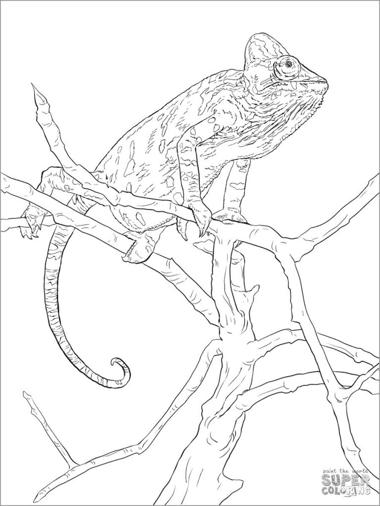 Realistic Chameleon Coloring Page ColoringBay
