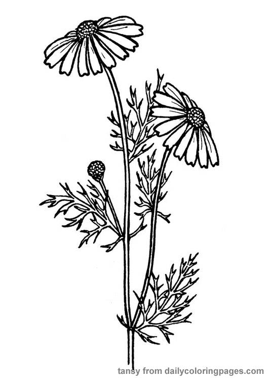Realistic Flower Coloring Pages Flower Coloring Page