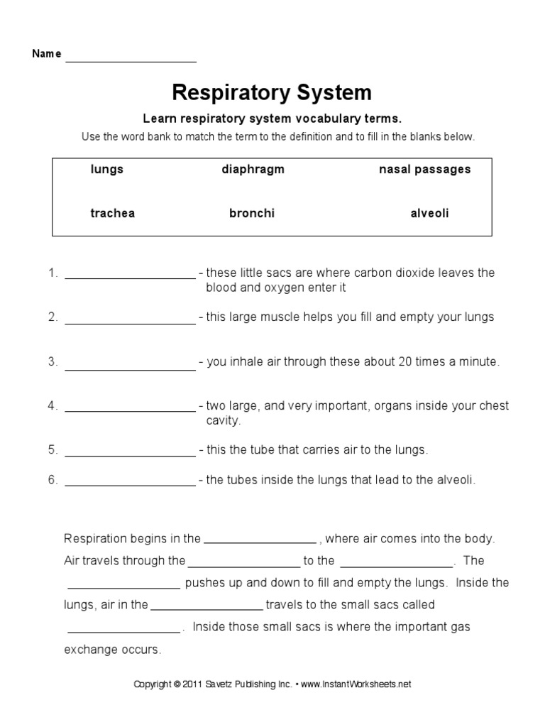 Respiratory System For Kids Diagram Theory Vocabulary 
