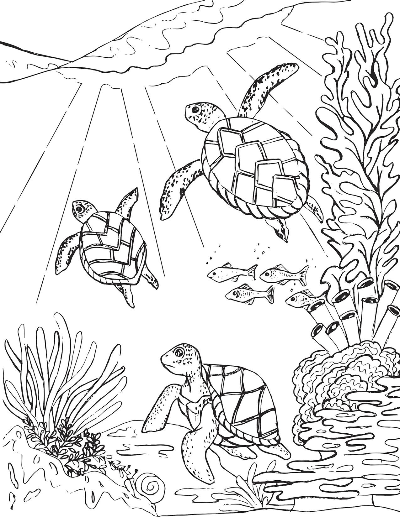 Sea Turtle Color Page