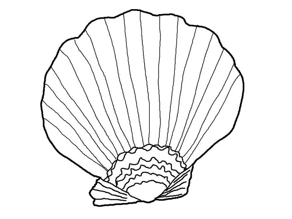 Seashell
