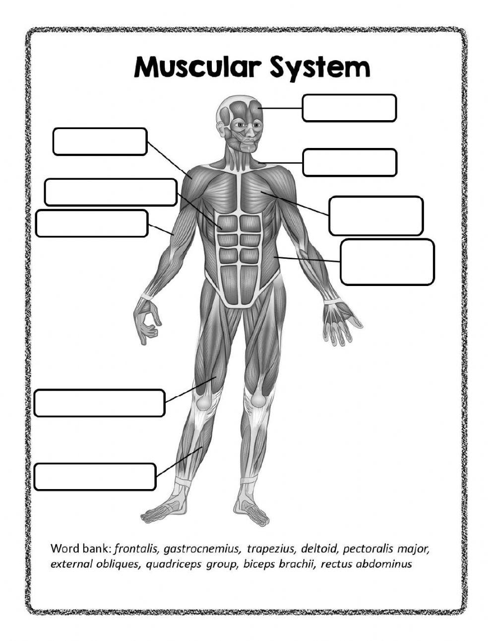 Simple Muscular System Front Online Exercise For Live Worksheets 