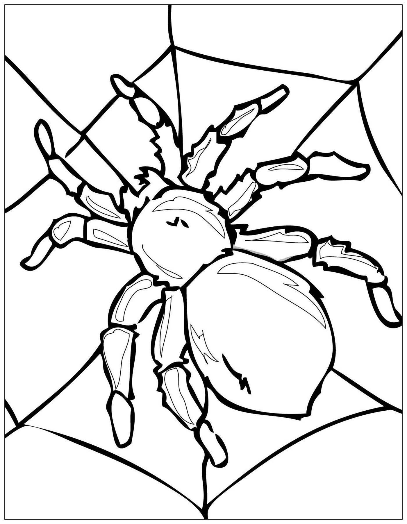Spider Insects Coloring Page For Kids