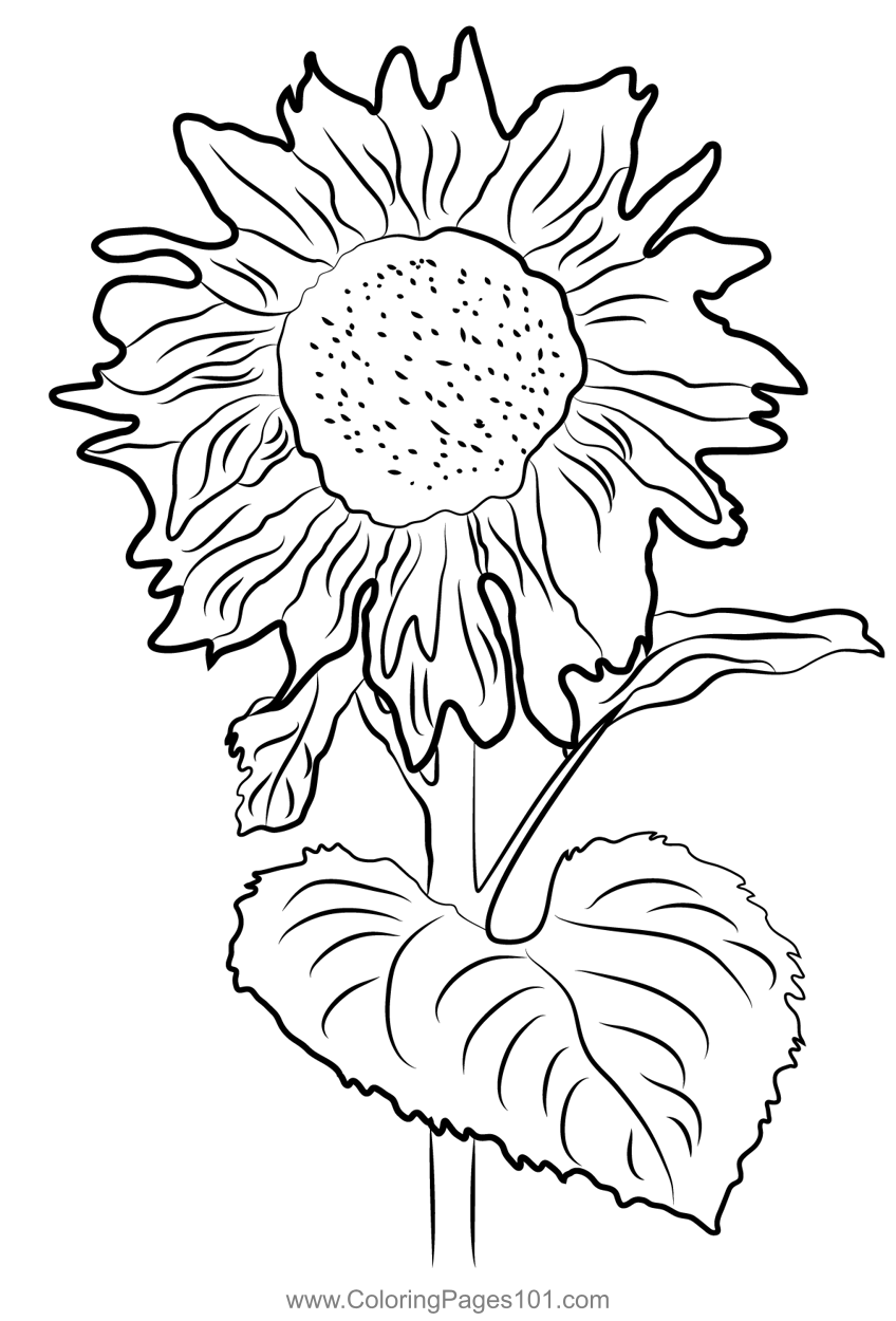 Sunflower Coloring Page For Kids Free Sunflowers Printable Coloring 